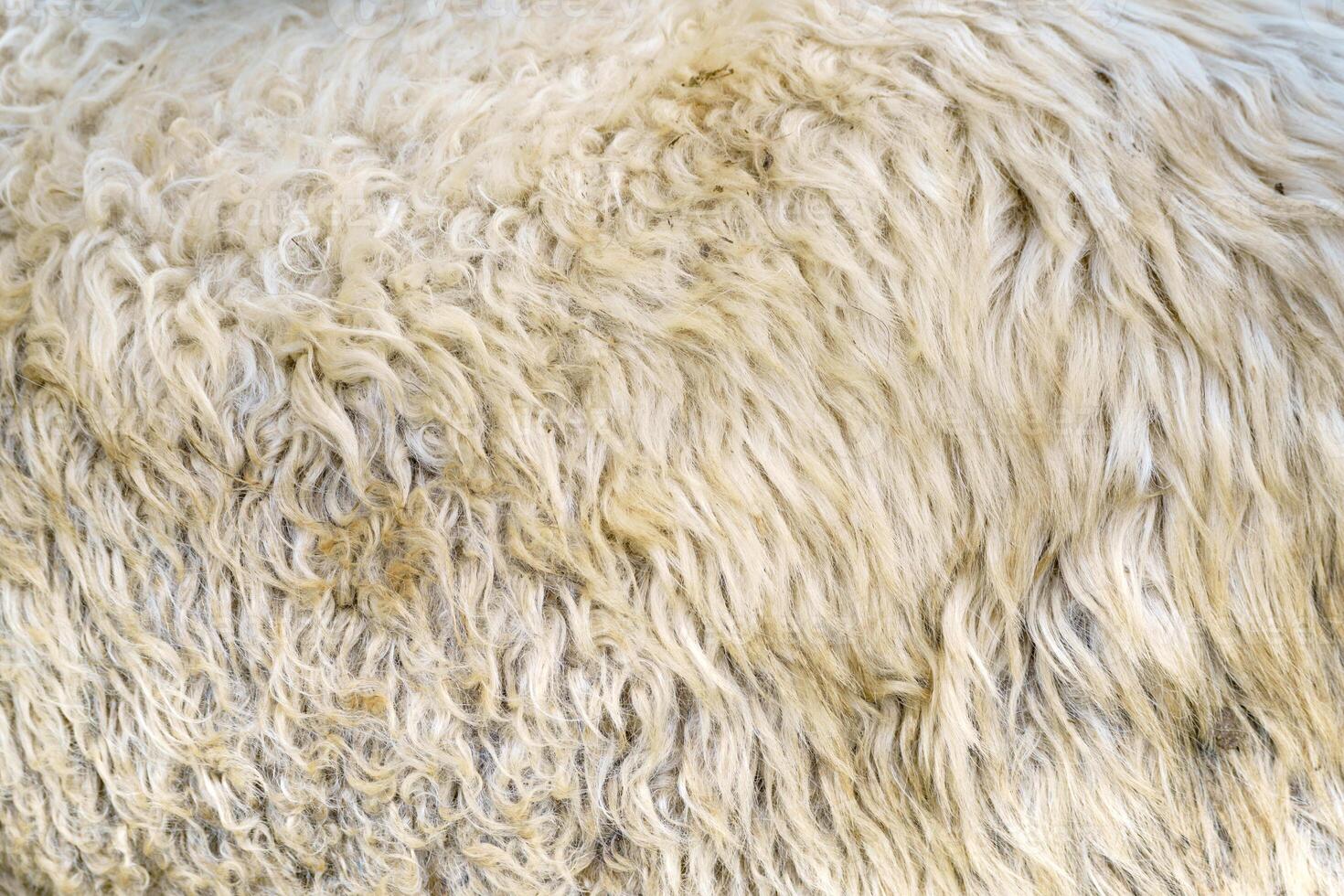 Sheep wool texture. Golden fleece - sheep fur. photo