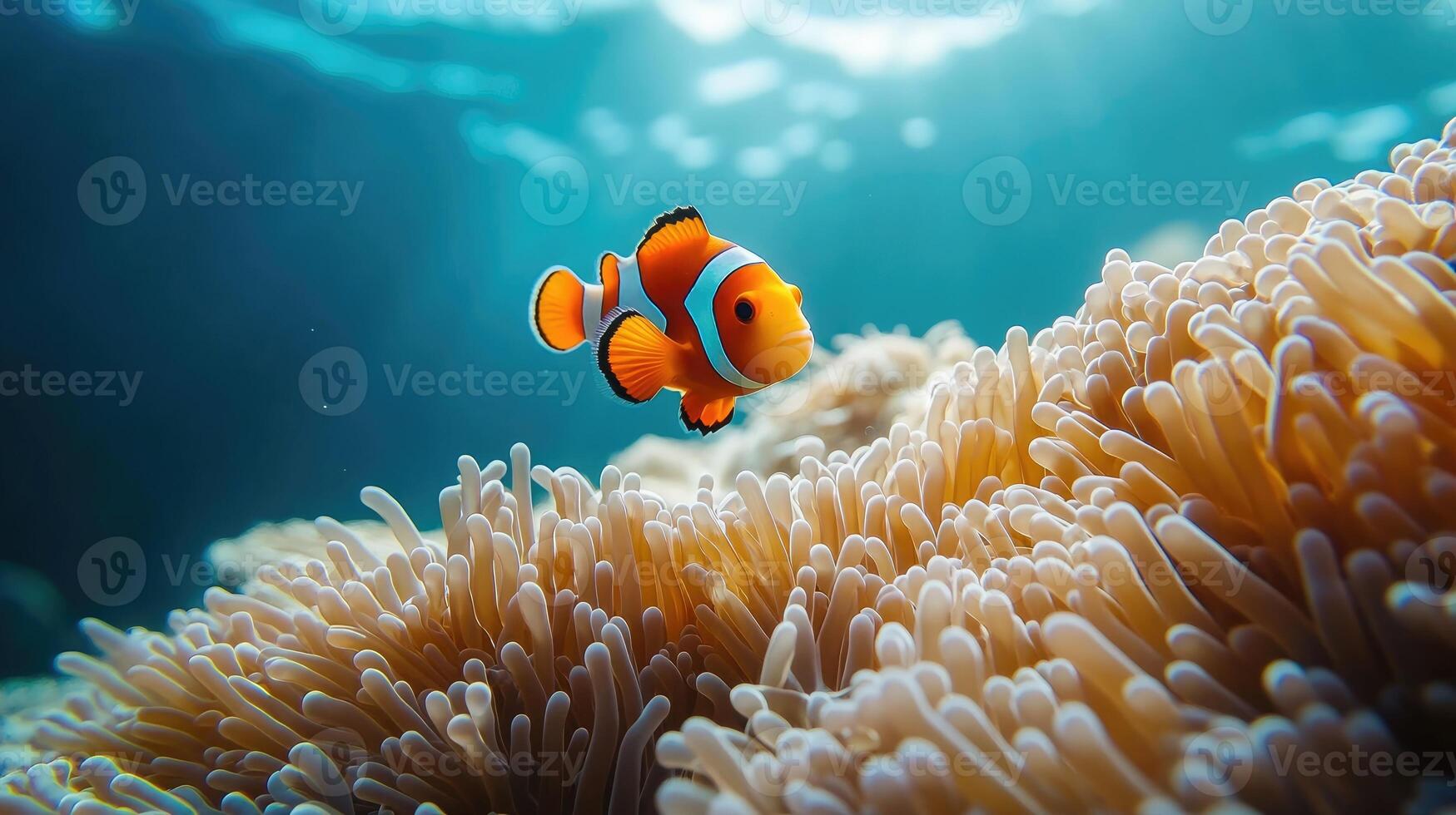 Amphiprion ocellaris clownfish and anemone in sea. photo
