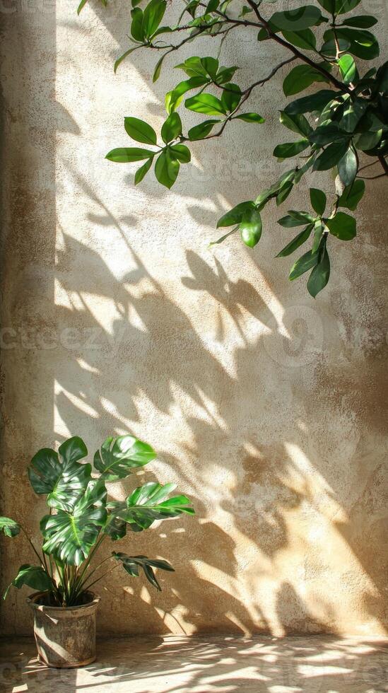 Sunlight casting palm tree shadows on textured wall, creating tropical ambiance photo