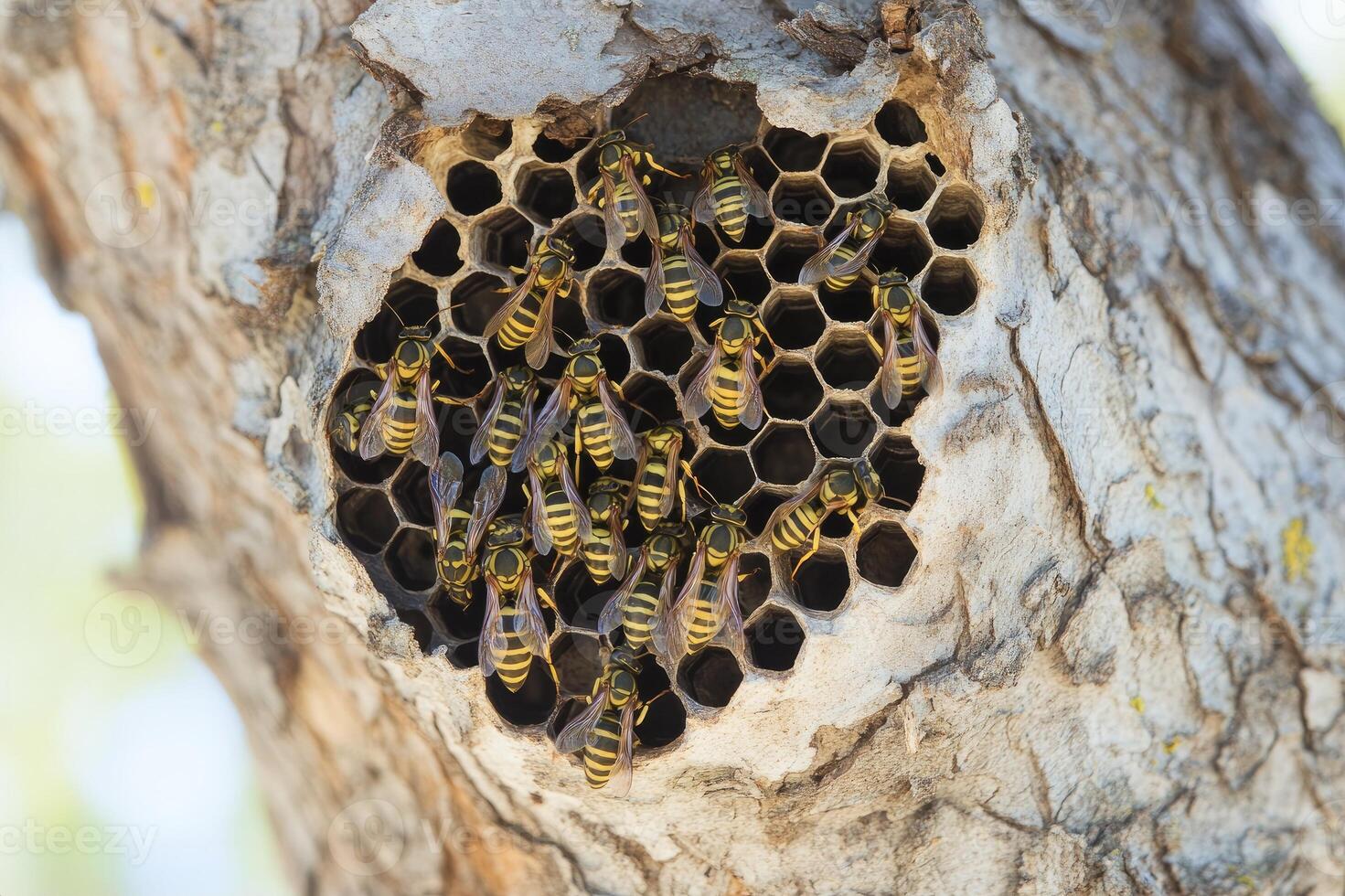 European wasps taking care of their nest built in a tree trunk photo