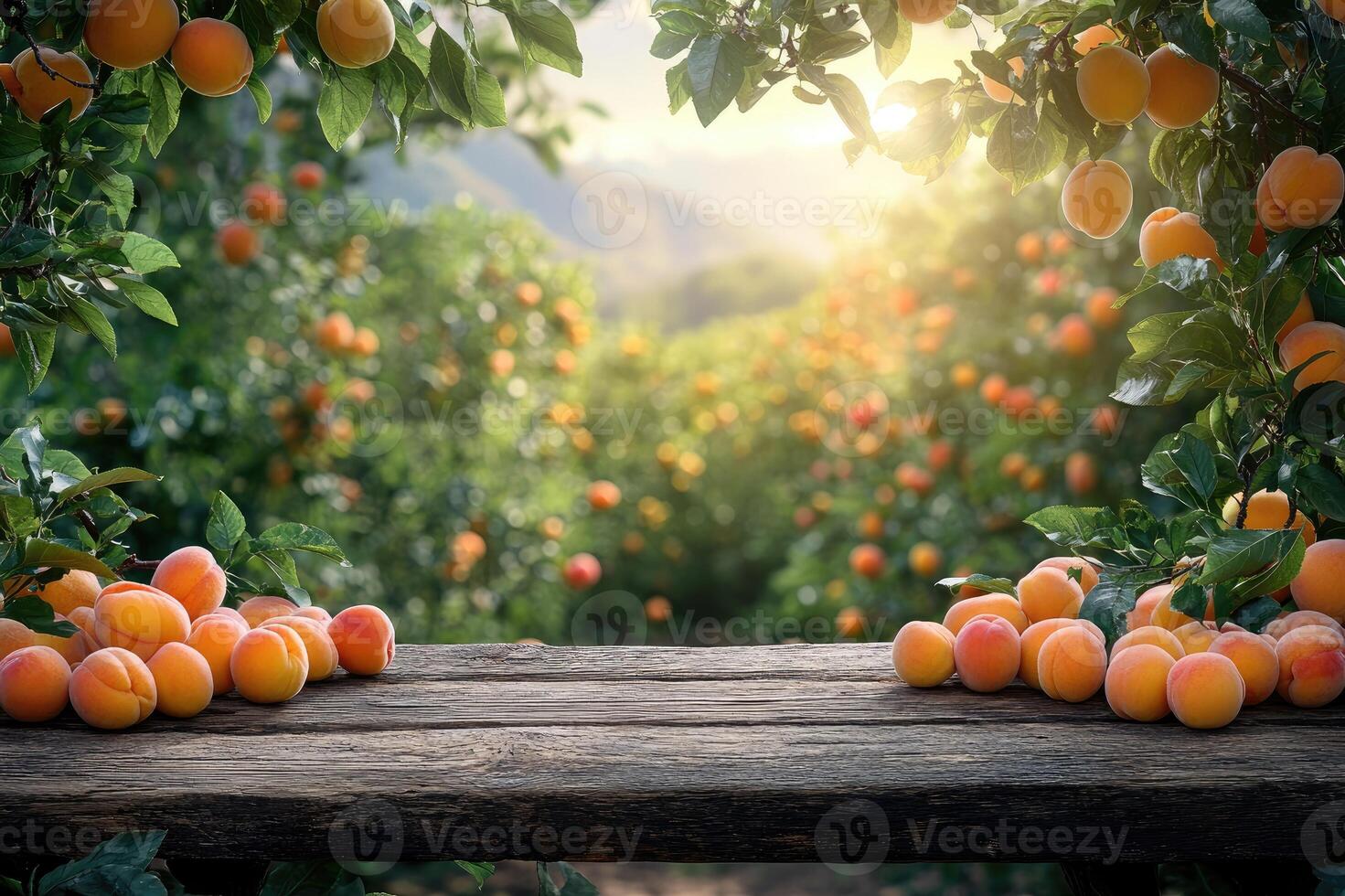 Wooden table top with apricots on blur background with apricot orchard photo
