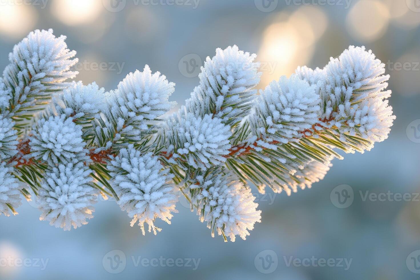Frozen pine tree branch covered in snow and ice crystals on a cold winter day photo