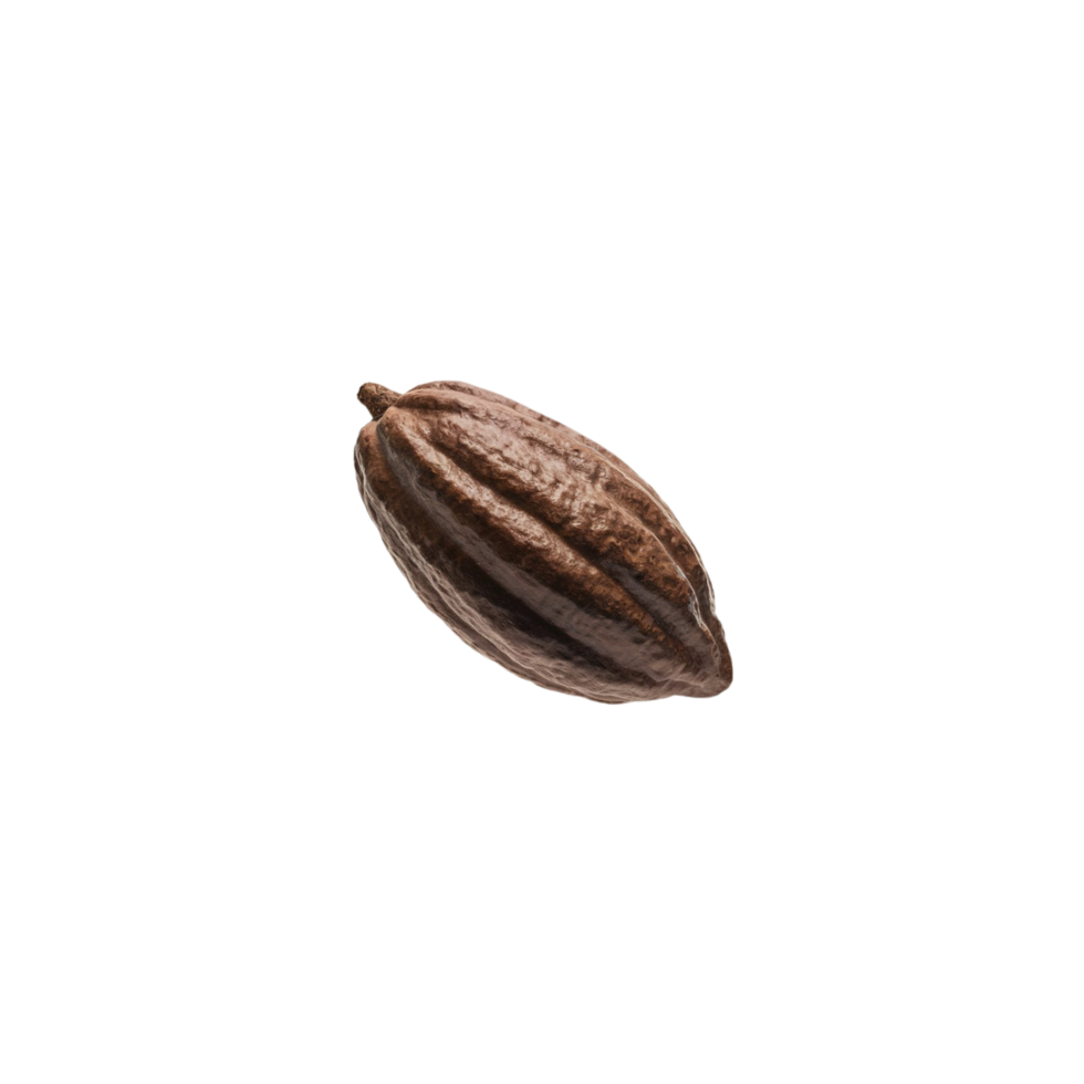One cocoa pod isolated on a clear background png
