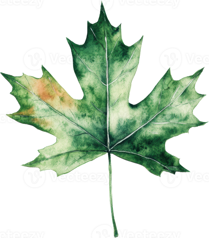 A Stunning Watercolor Illustration of a Beautiful Maple Leaf Display png