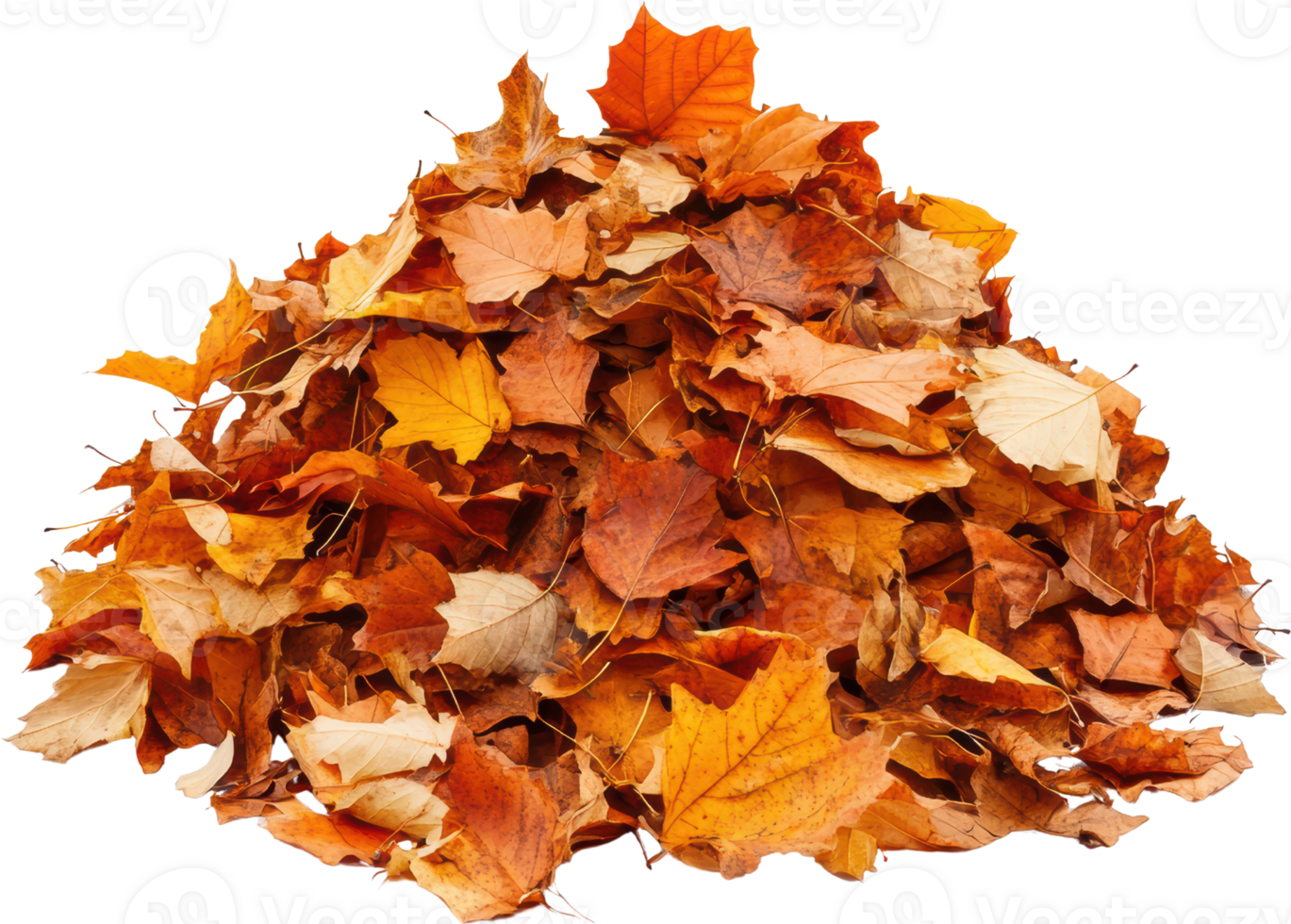 Pile of autumn leaves fall foliage isolated transparent background png