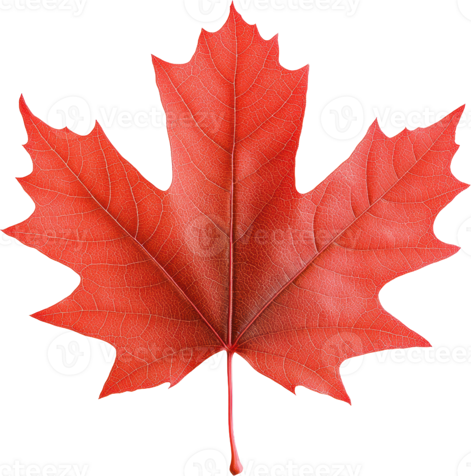 Red maple leaf isolated transparent background png