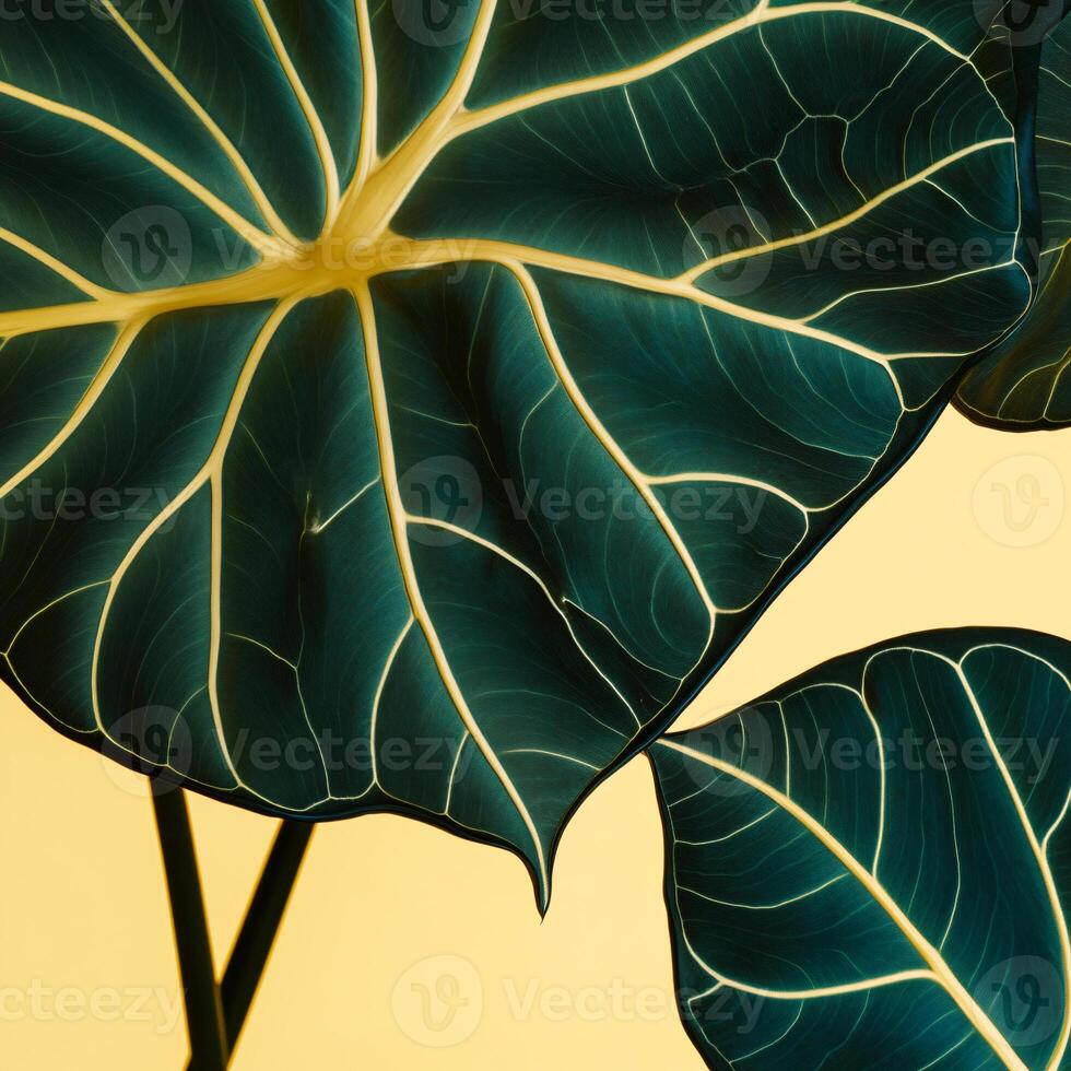 Vibrant Tropical Leaf Backgrounds. High-Resolution for Stunning Visuals photo