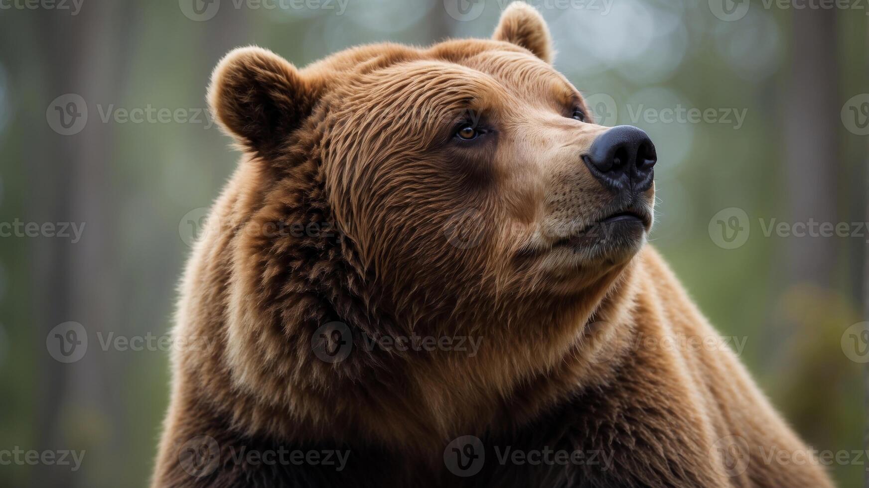 A Thoughtful Brown Bear Scratching Its Head. photo