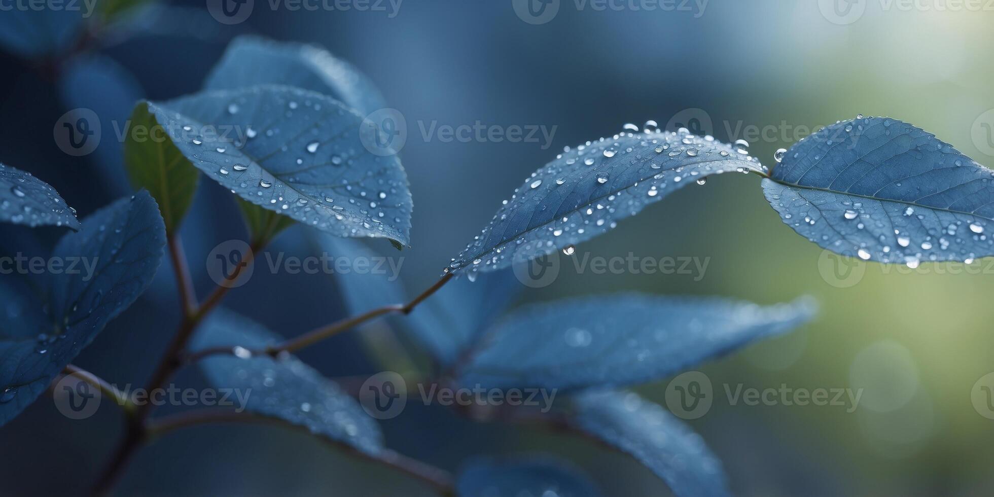 Fresh blue leaves with morning dew close-up. photo