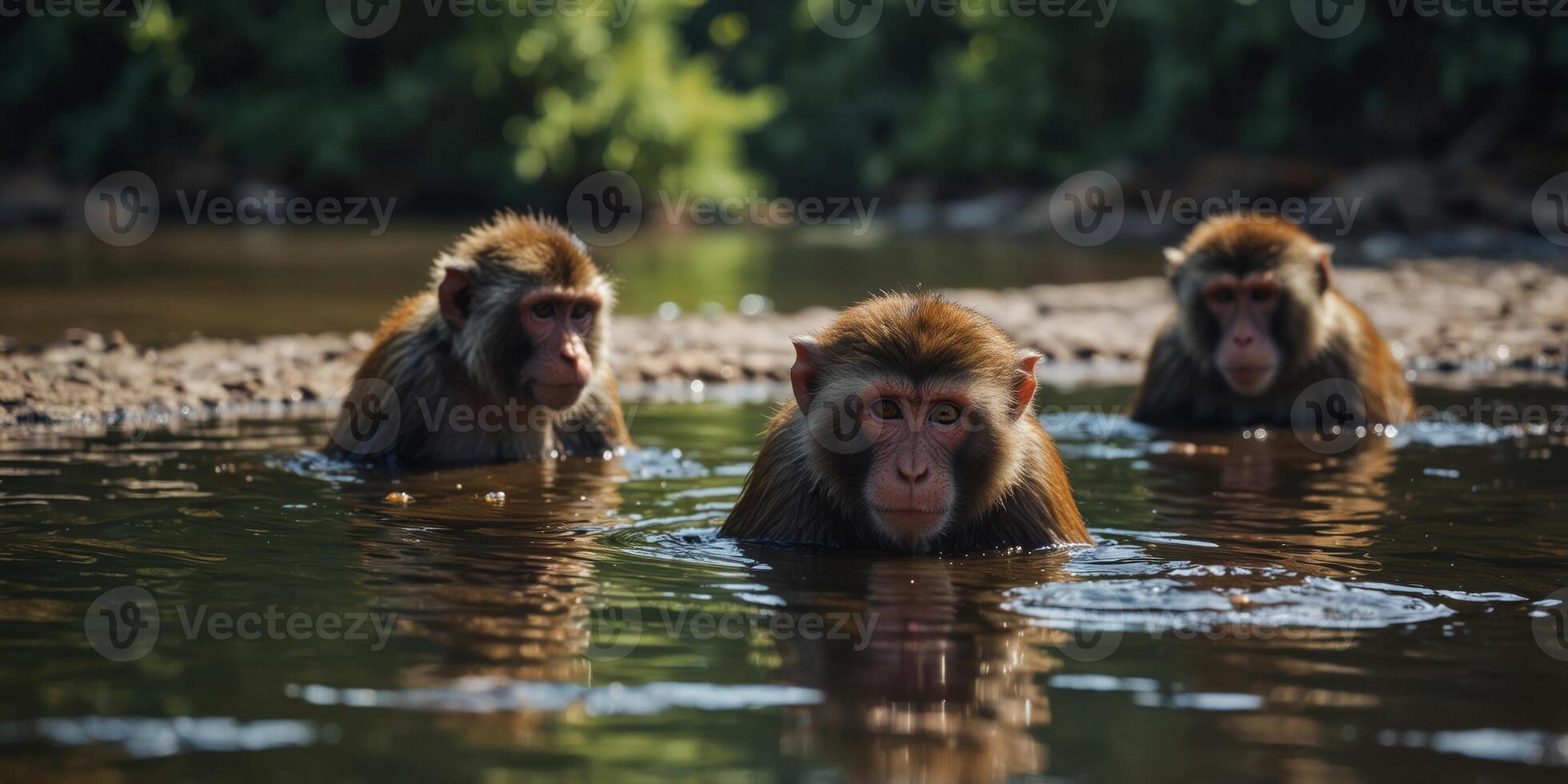 Monkeys cooling off in a river on a hot day. photo