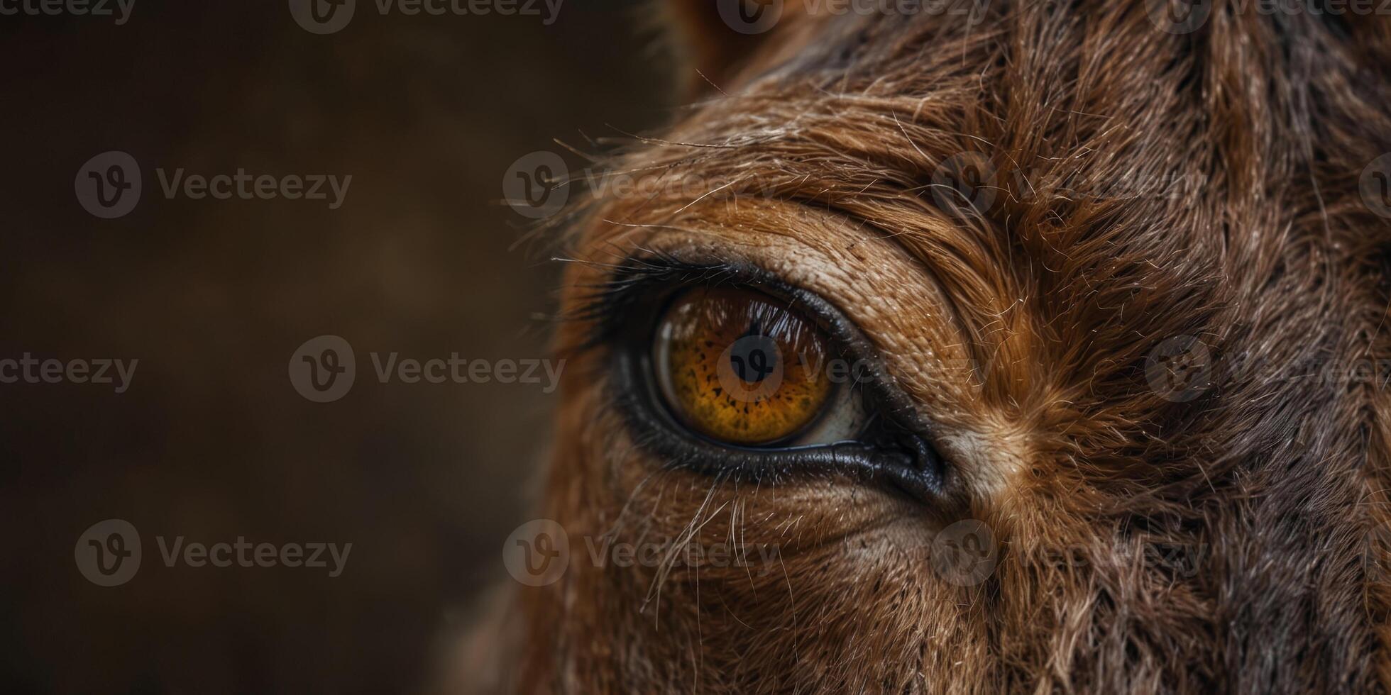 A close-up view of a horse's eye The horse has brown fur and is looking off to the side. photo