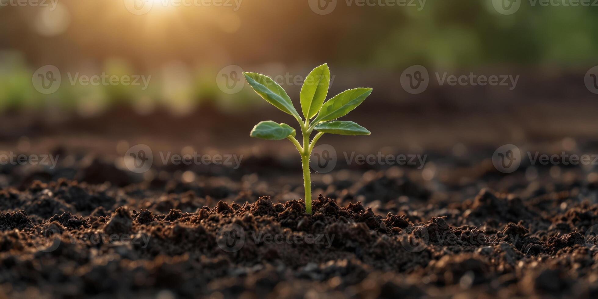 Sprouting seedling in fertile soil at sunrise. photo