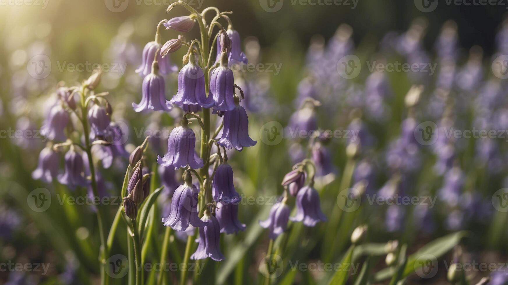 Purple bluebells in the garden The bright summer sun is shining. photo