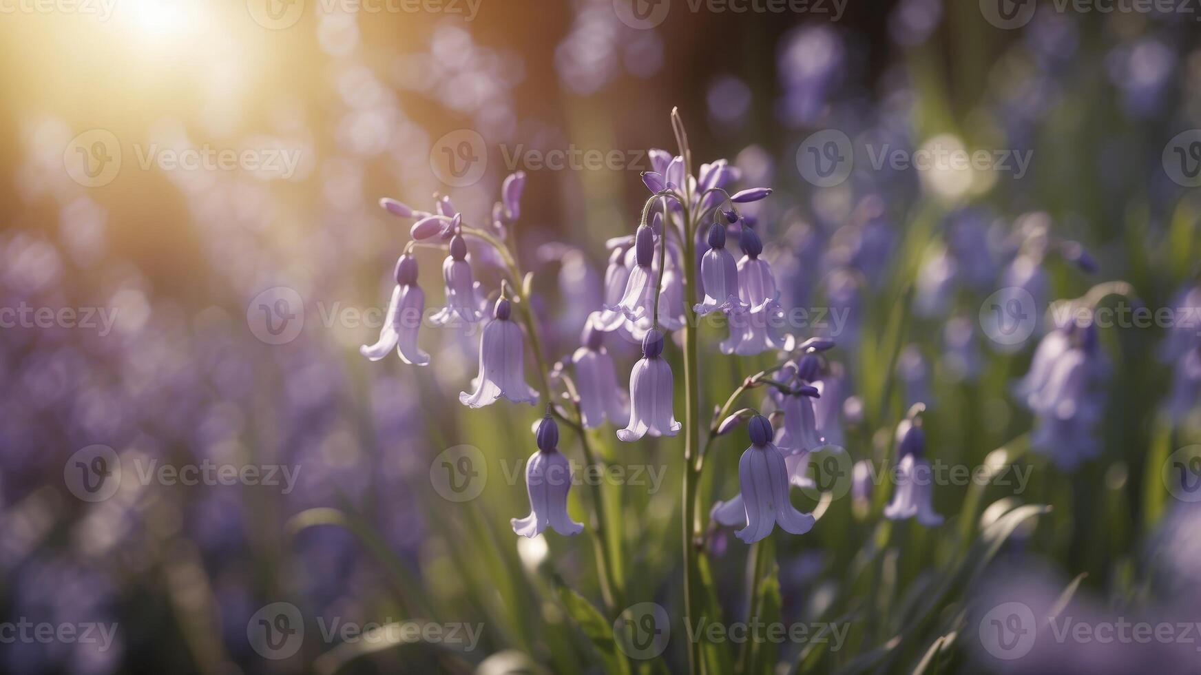 Purple bluebells in the garden The bright summer sun is shining. photo
