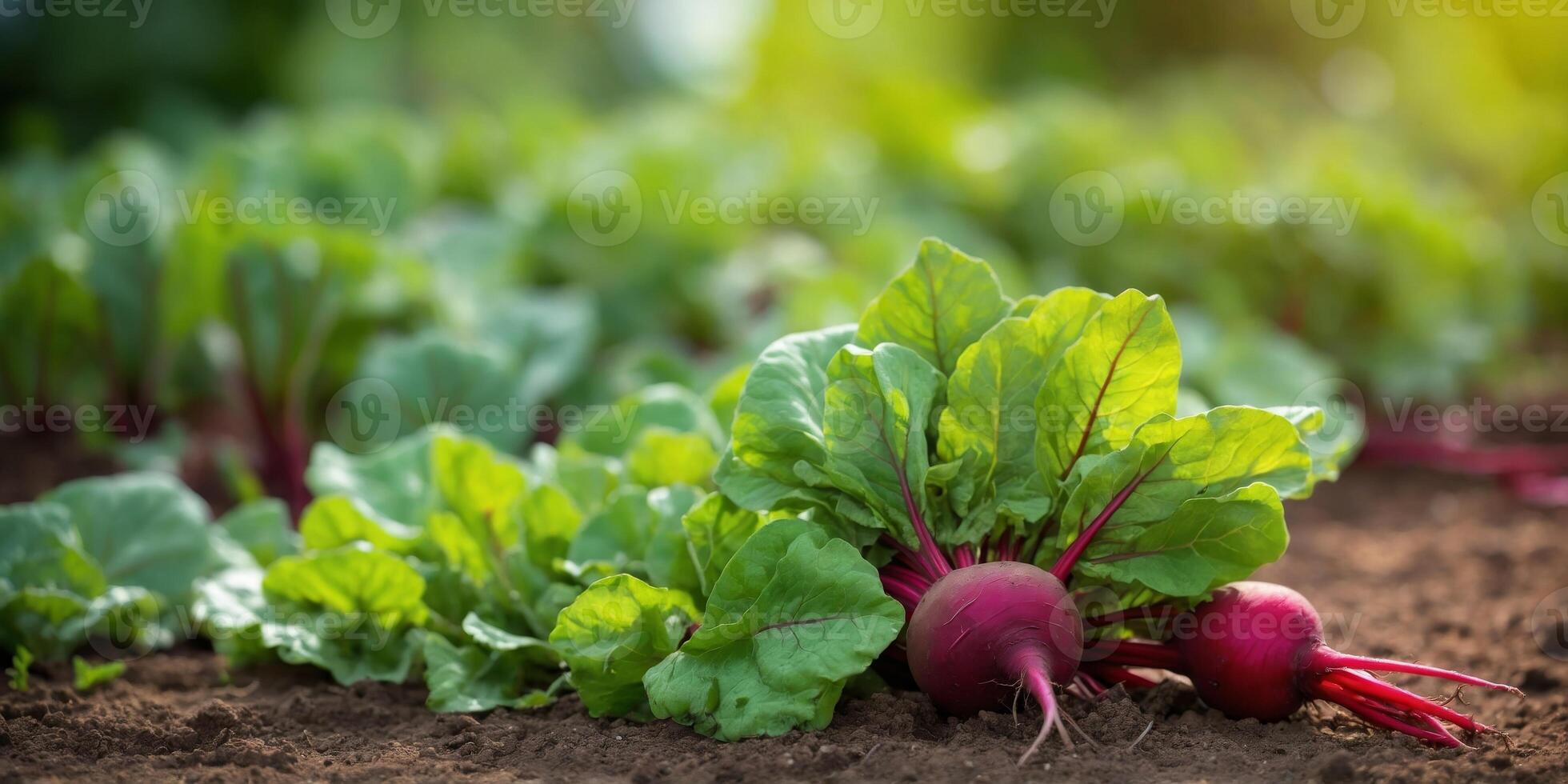 Green beet leaves using red stems Beets in the garden Young beets in the spring. photo