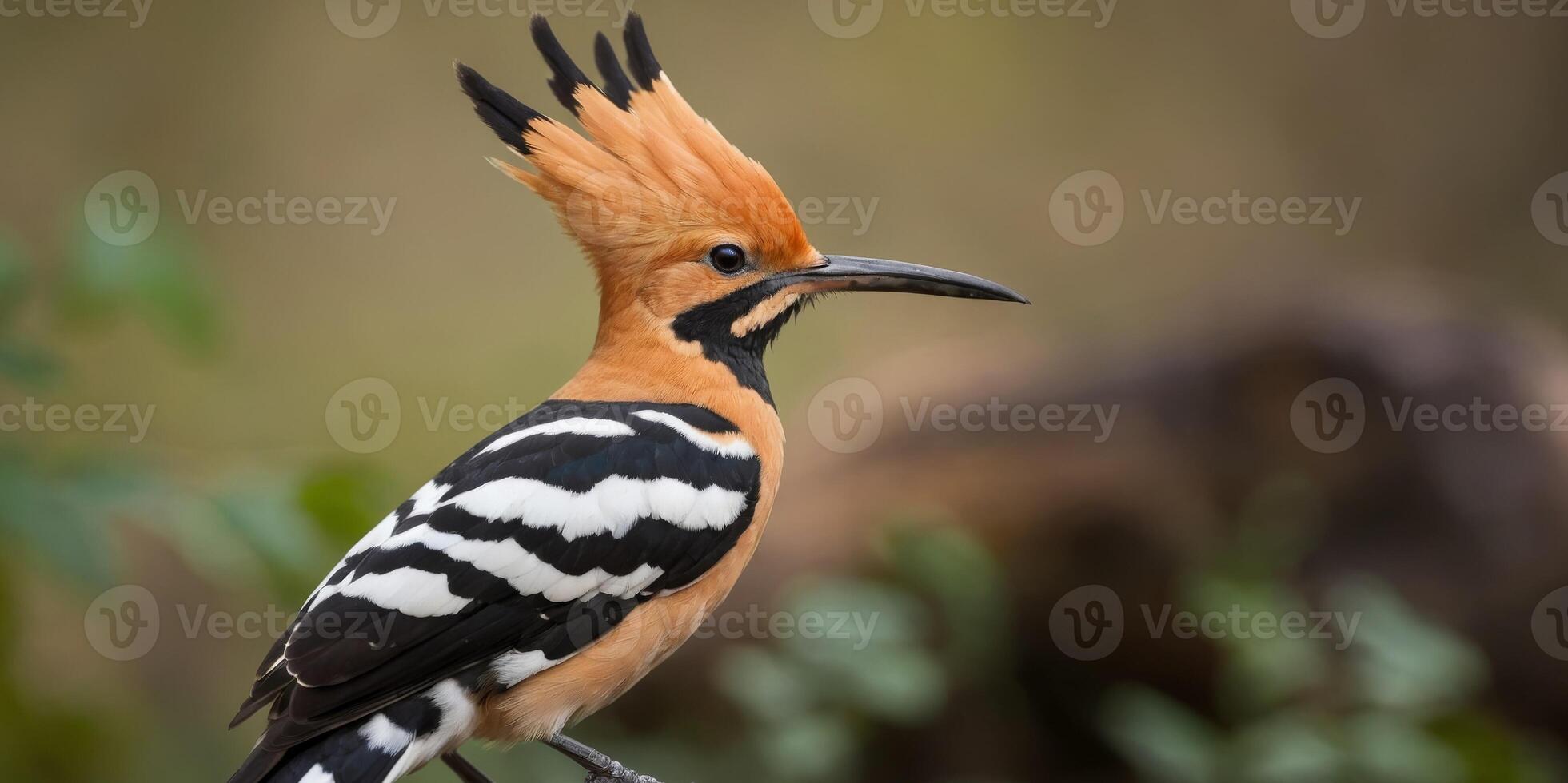 Eurasian Hoopoe perched on a log in natural habitat. photo