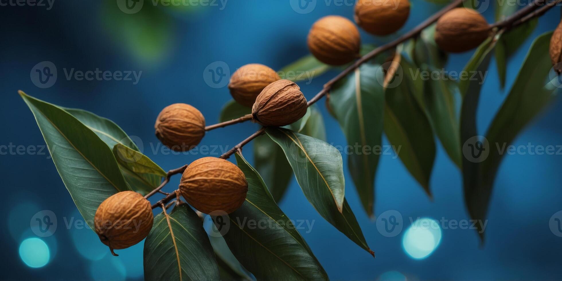 Tropical leaves and nuts on a blue background. photo