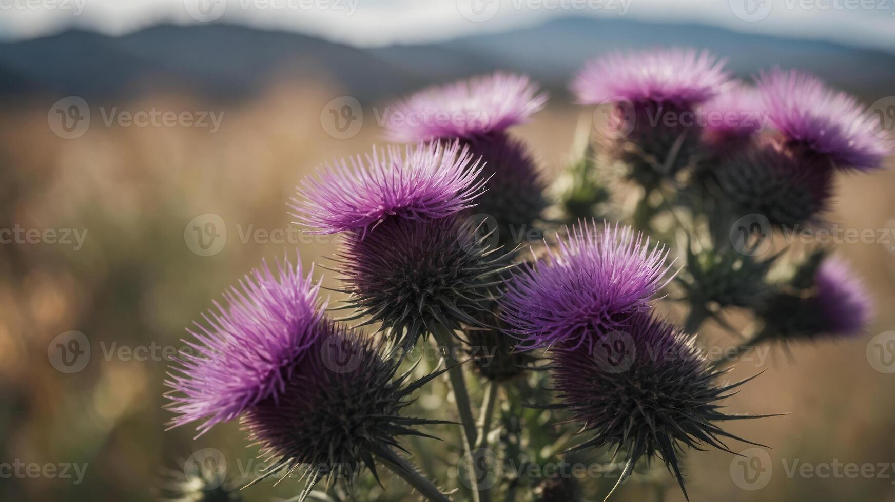 Close up of beautiful purple thistle in bloom. photo