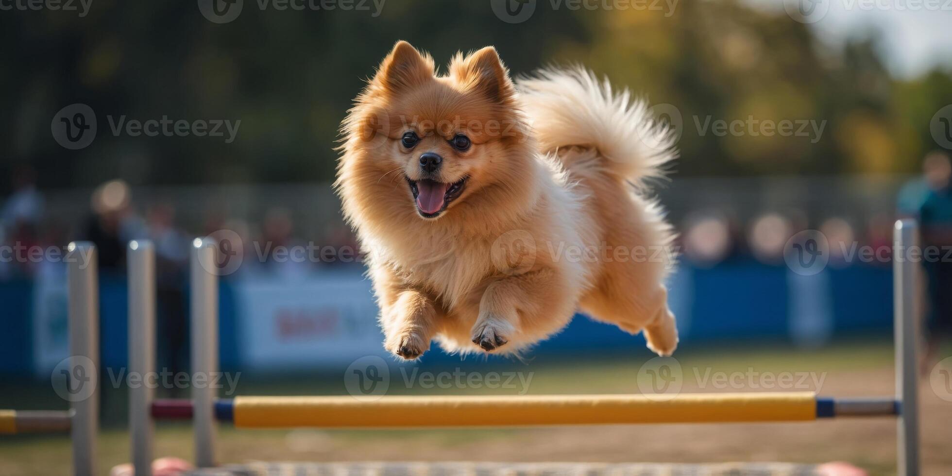 Pomeranian dog jumping over obstacle while doing agility sport. photo