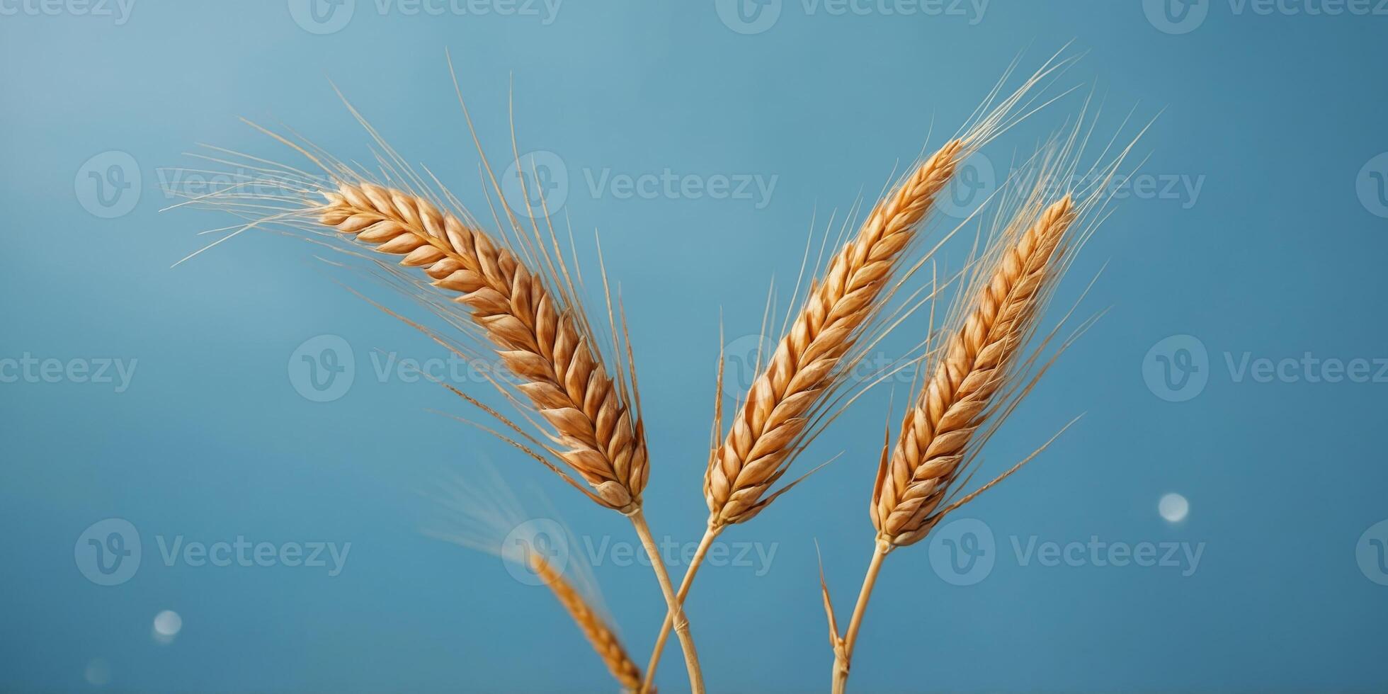 Two wheat spikelets on a light blue background with copy space. photo