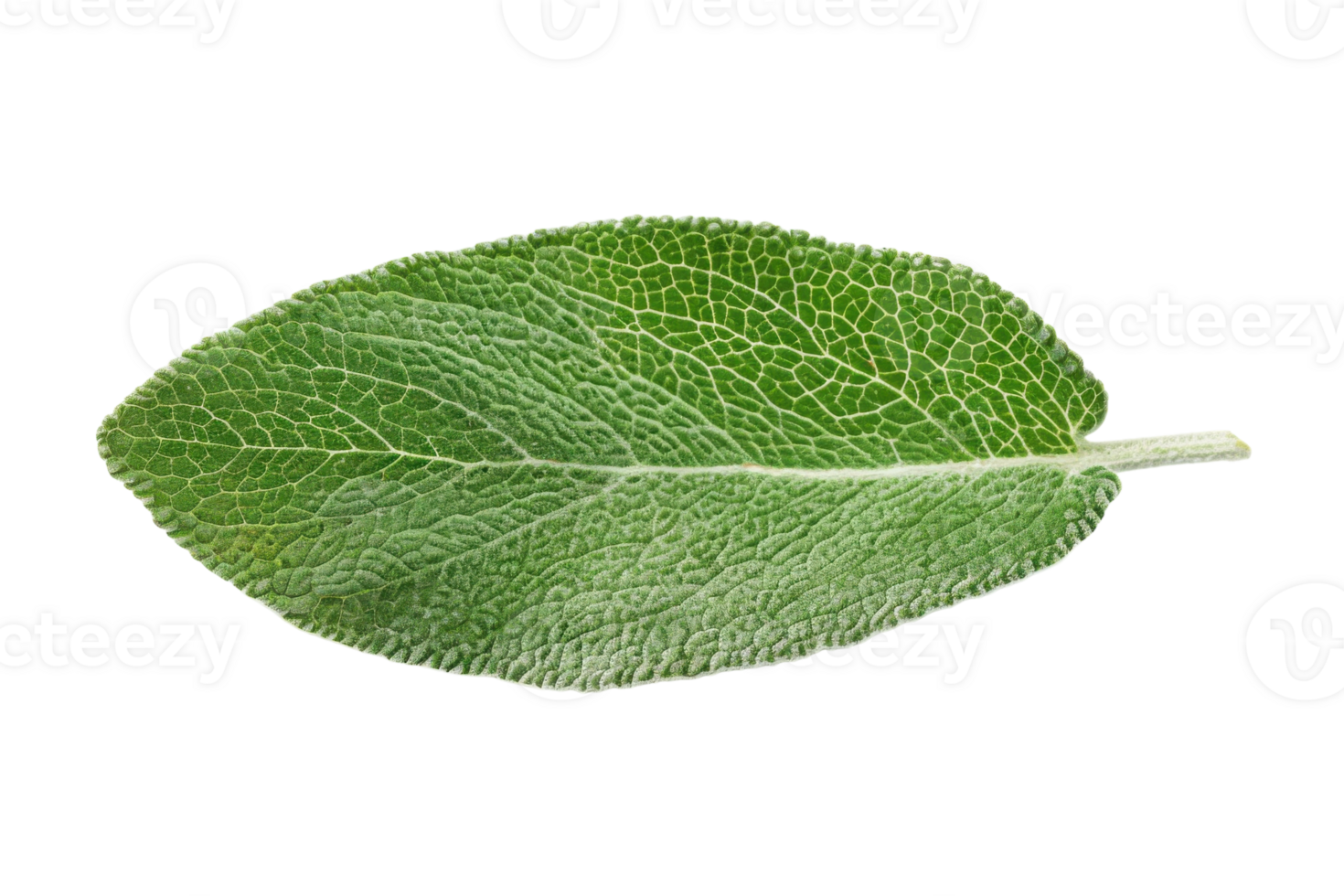 Sage Leaf On Transparent Background. png