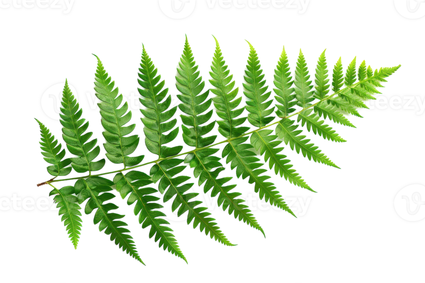 Fern Leaf On Transparent Background. png