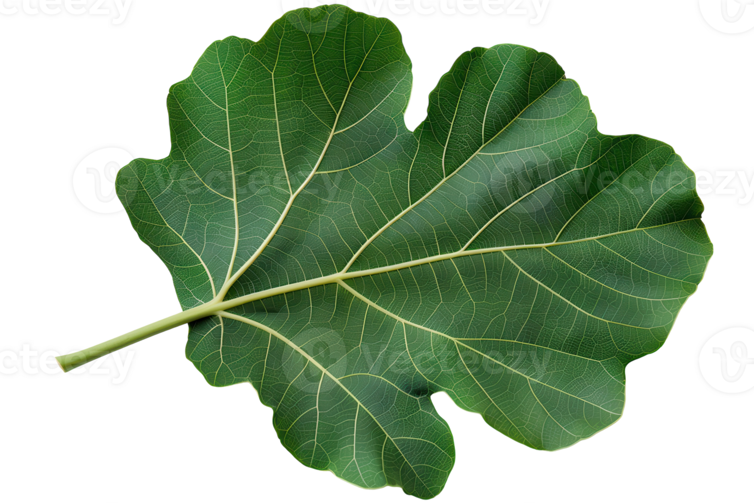 Fig Leaf On Transparent Background. png