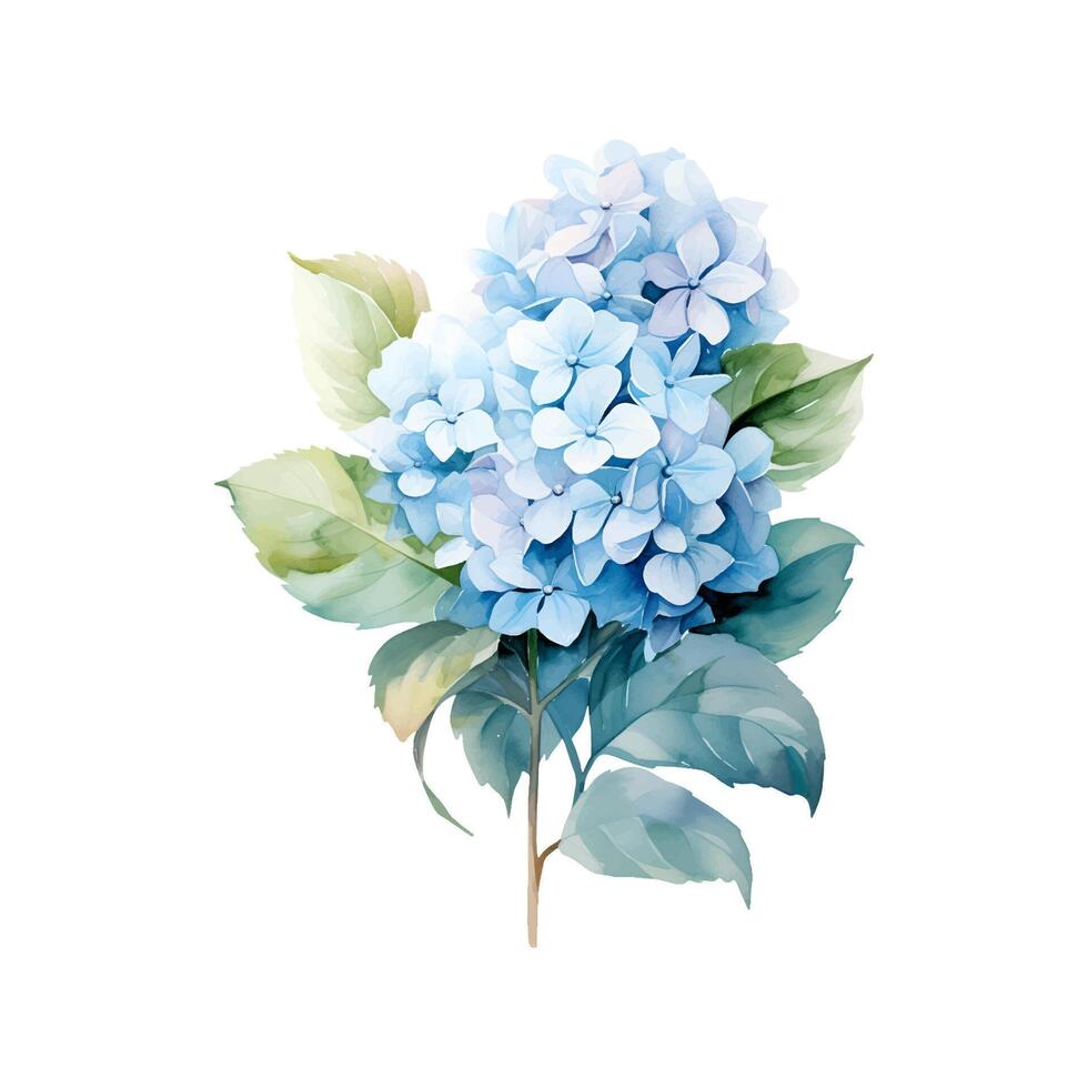 Watercolor blue hydrangea branch with leaves vector