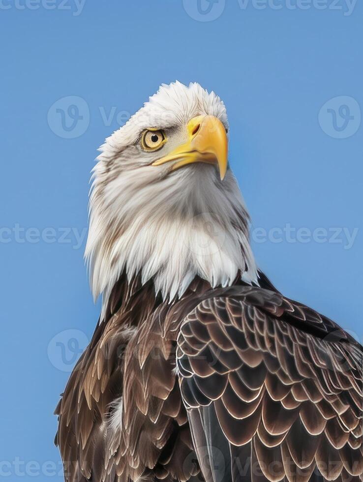 closeup of bald eagle on blue sky background photo