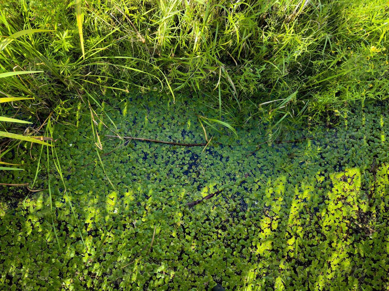 A detailed close-up shot of vibrant green water plants floating on the surface of a still wetland, surrounded by tall grasses. The image captures the rich textures and natural patterns of the foliage photo