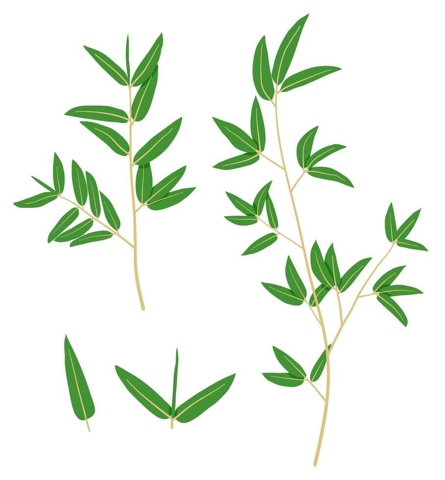 green bamboo leaves element collection vector