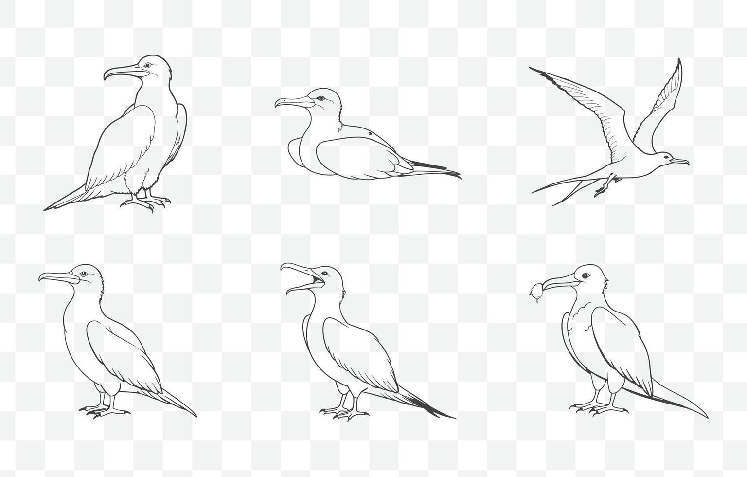 Frigatebird Line Art Set Detailed Illustrations of Magnificent Seabirds in Various Poses and Styles vector