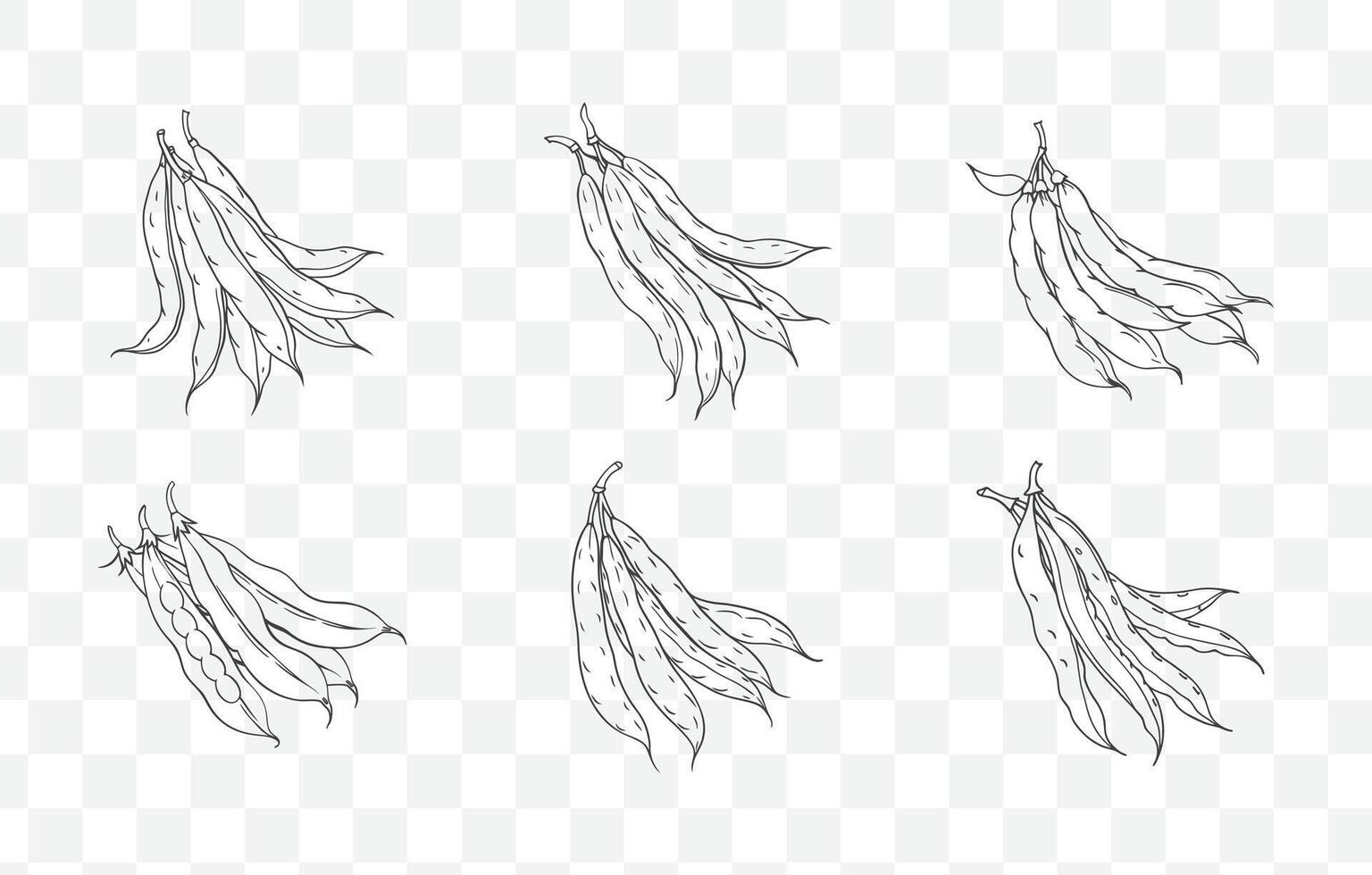 Print Green Beans Line Art Set - Elegant and Detailed Illustrations of Fresh and Crisp Green Beans vector