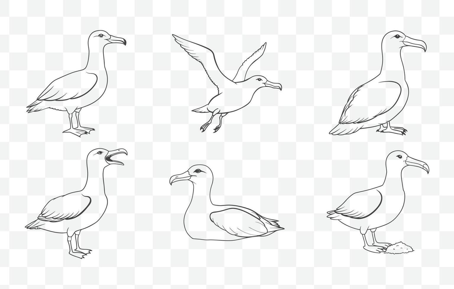 Comprehensive Albatross Line Art Set of Detailed Illustrations for Designers and Creatives vector