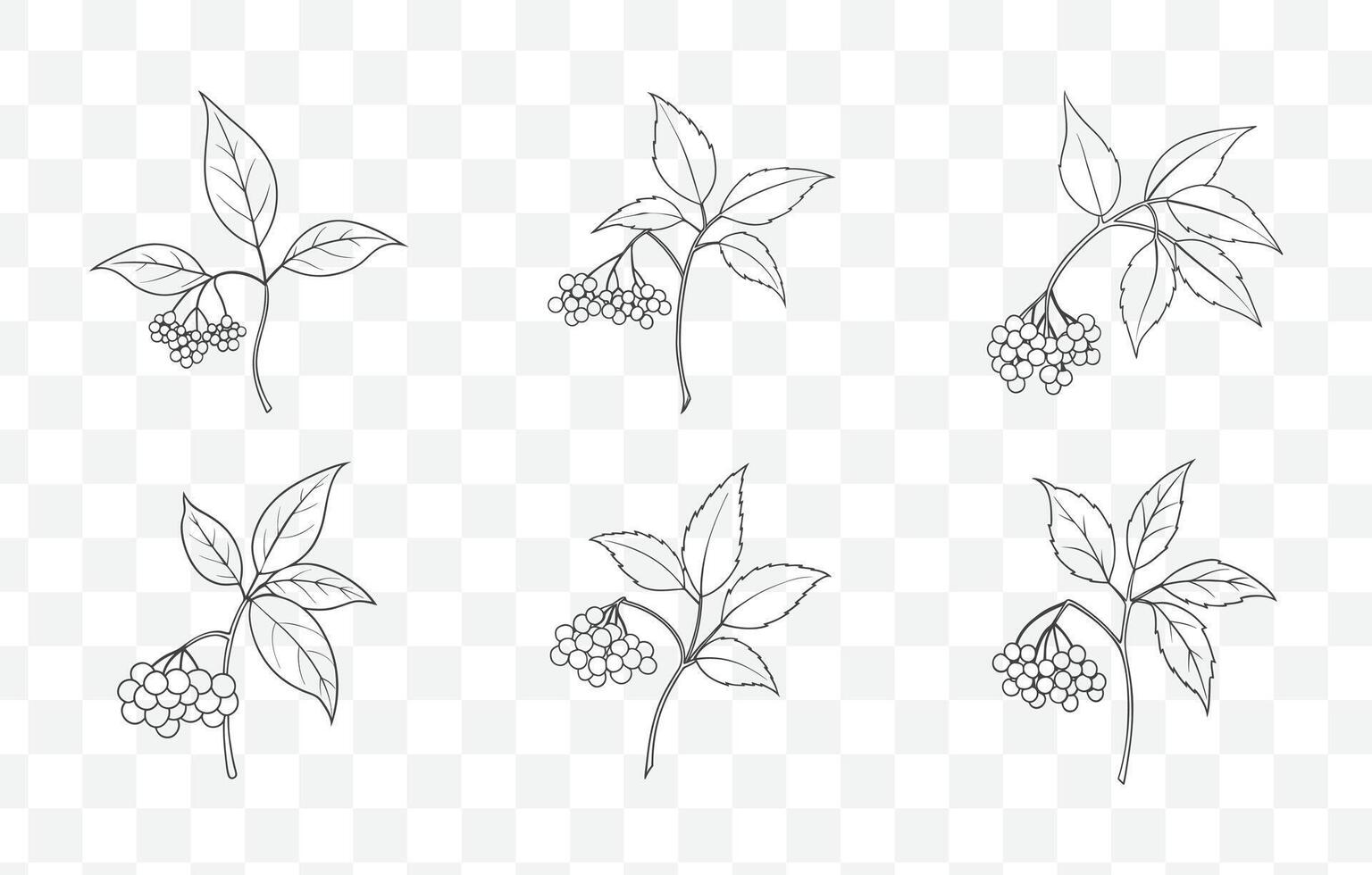 Print Elderberry Line Art Collection Featuring Detailed Botanical Illustrations and Elegant Elderberry Plant Drawings vector