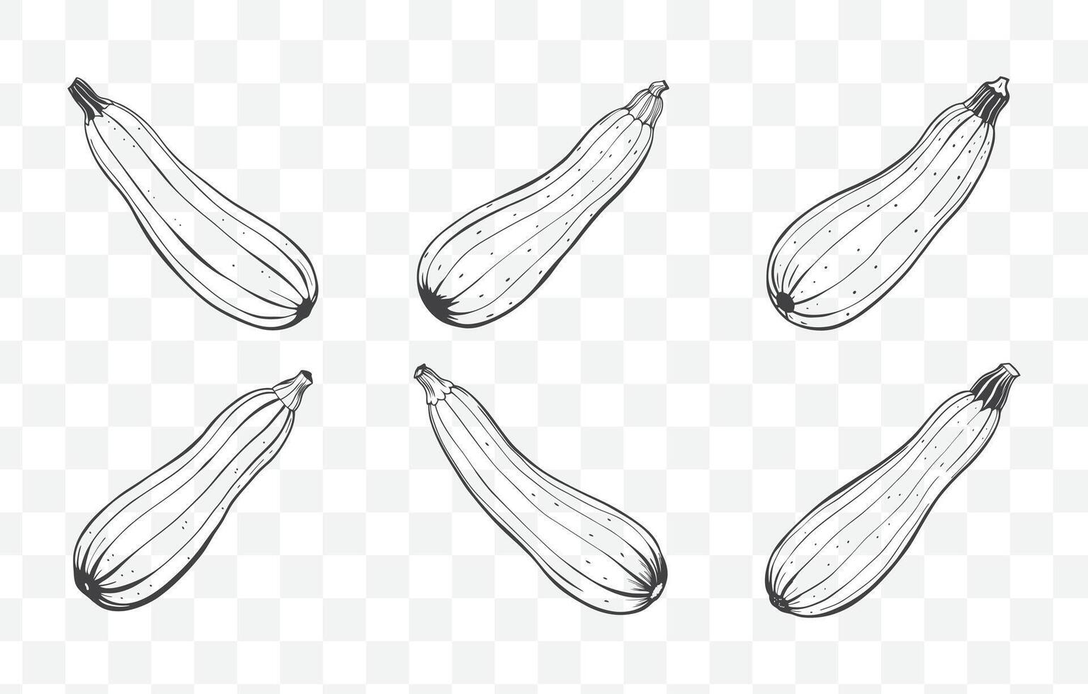 Print Comprehensive Zucchini Line Art Set Featuring Detailed Illustrations of Zucchini Variants for Artistic and Design Use vector