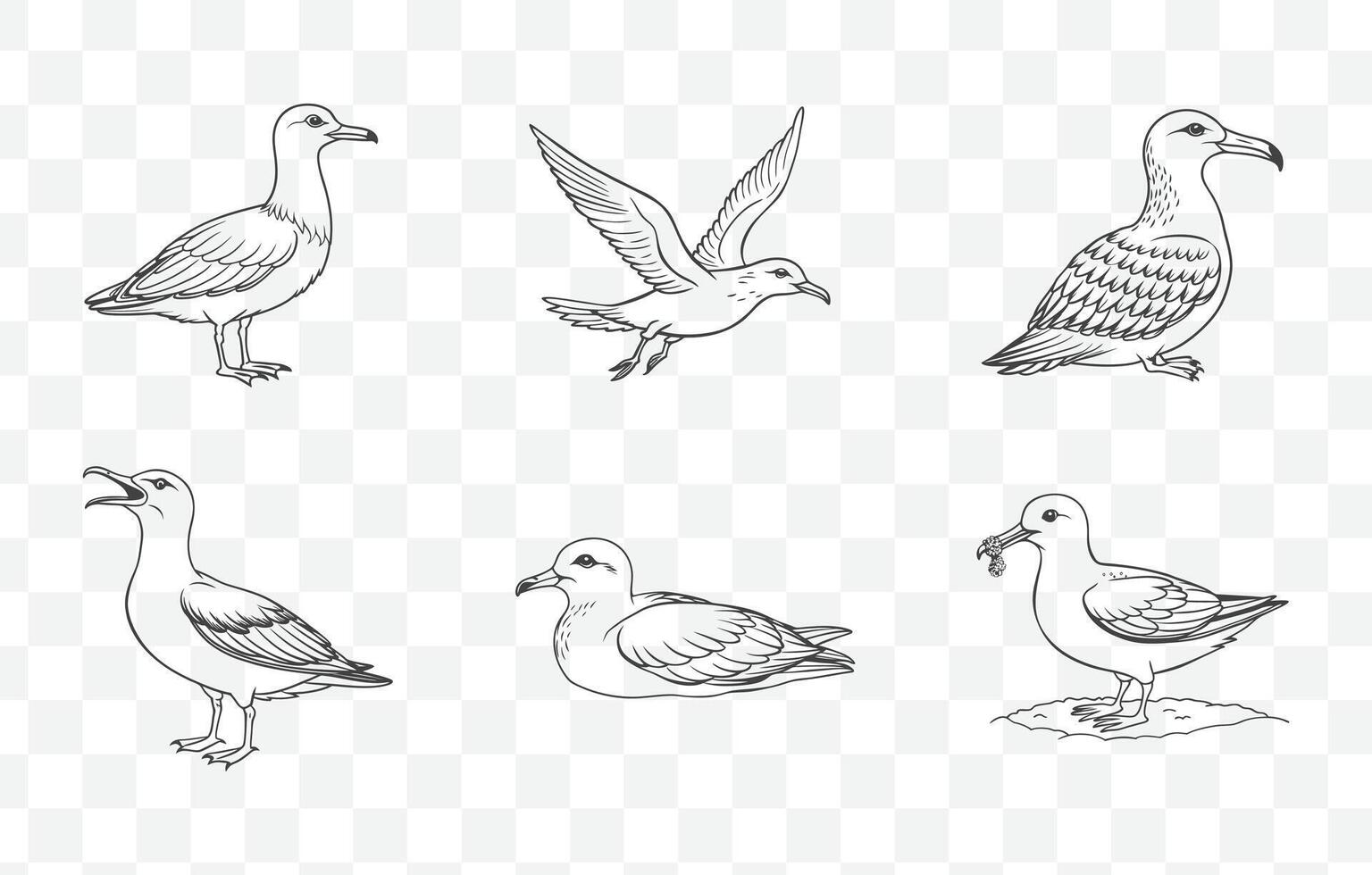 Print Shearwater Bird Line Art Set with Detailed Illustrations of Oceanic Seabird Species in Elegant Designs vector