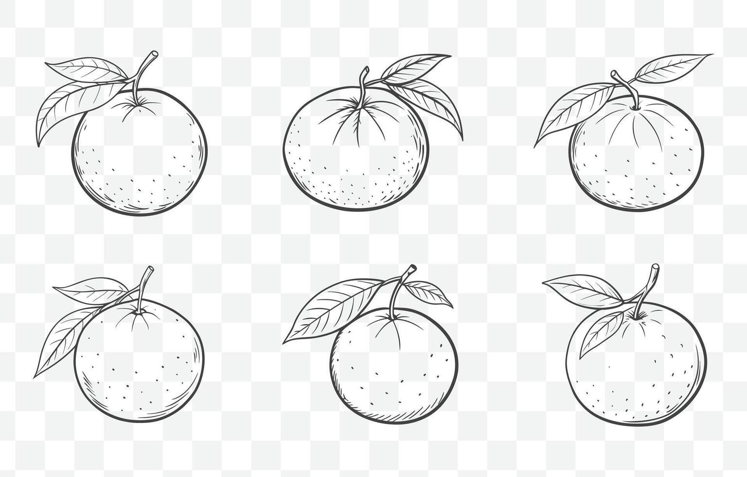 Print Clementine Line Art Collection Featuring Detailed Illustrations of Clementine Fruits and Leaves for Creative Designs vector
