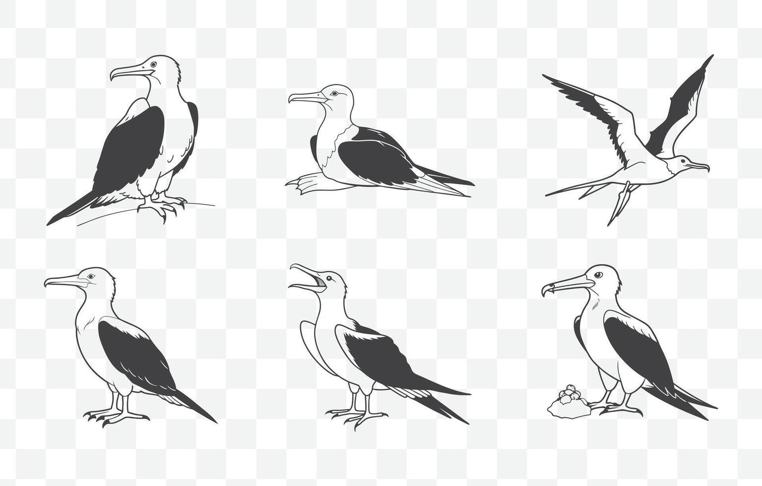 Print Elegant Frigatebird Line Art Set with Detailed Illustrations for Design and Decorative Projects vector