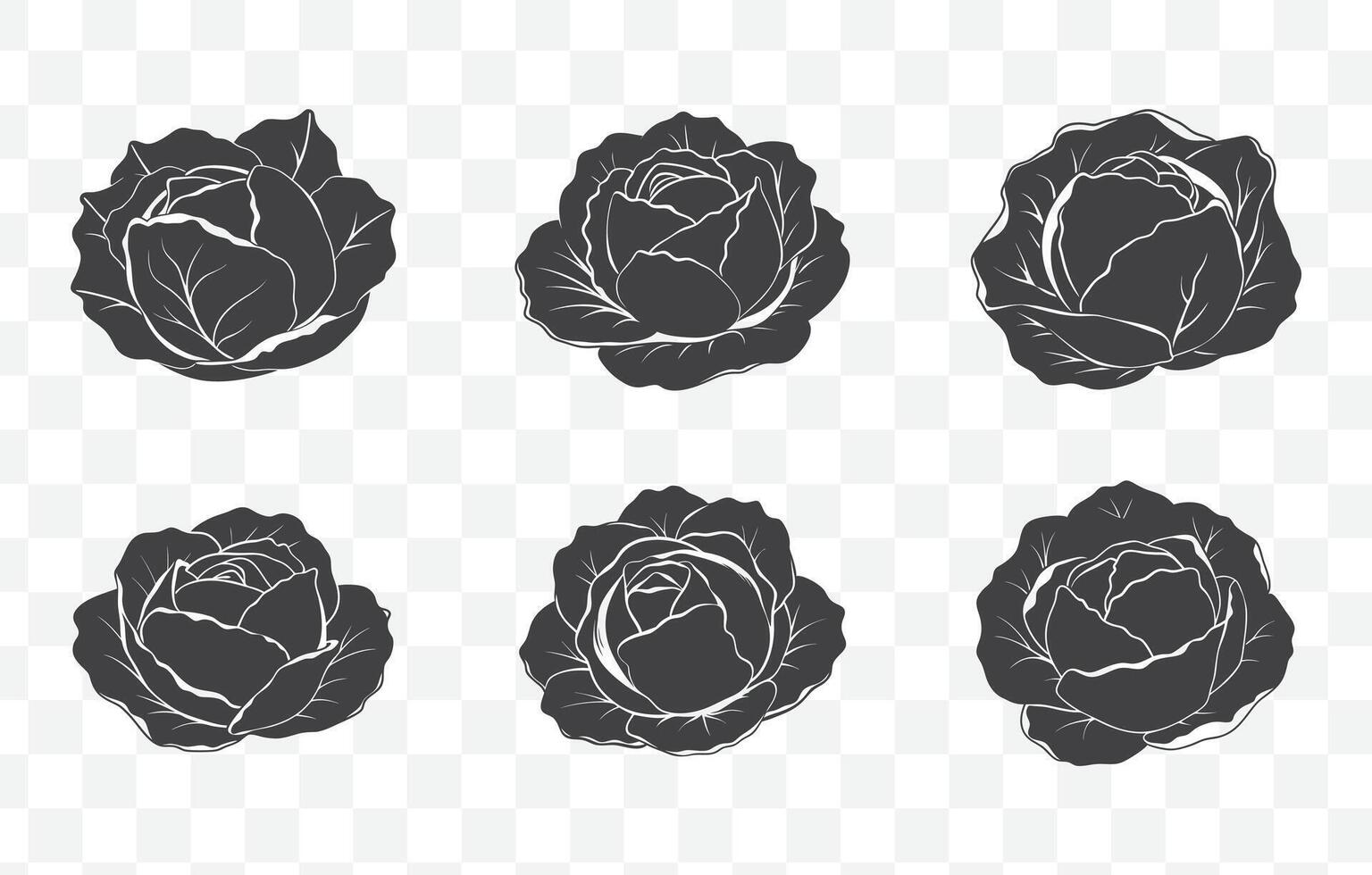 Print Detailed Cabbage Line Art Collection for Botanical Illustrations and Design Elements vector