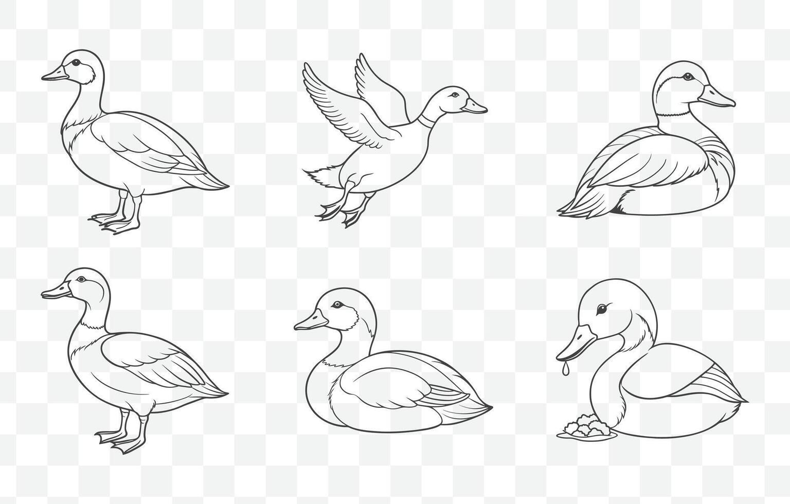 Print Pochard Duck Line Art Set with Detailed Illustrations for Creative Design and Artistic Projects vector