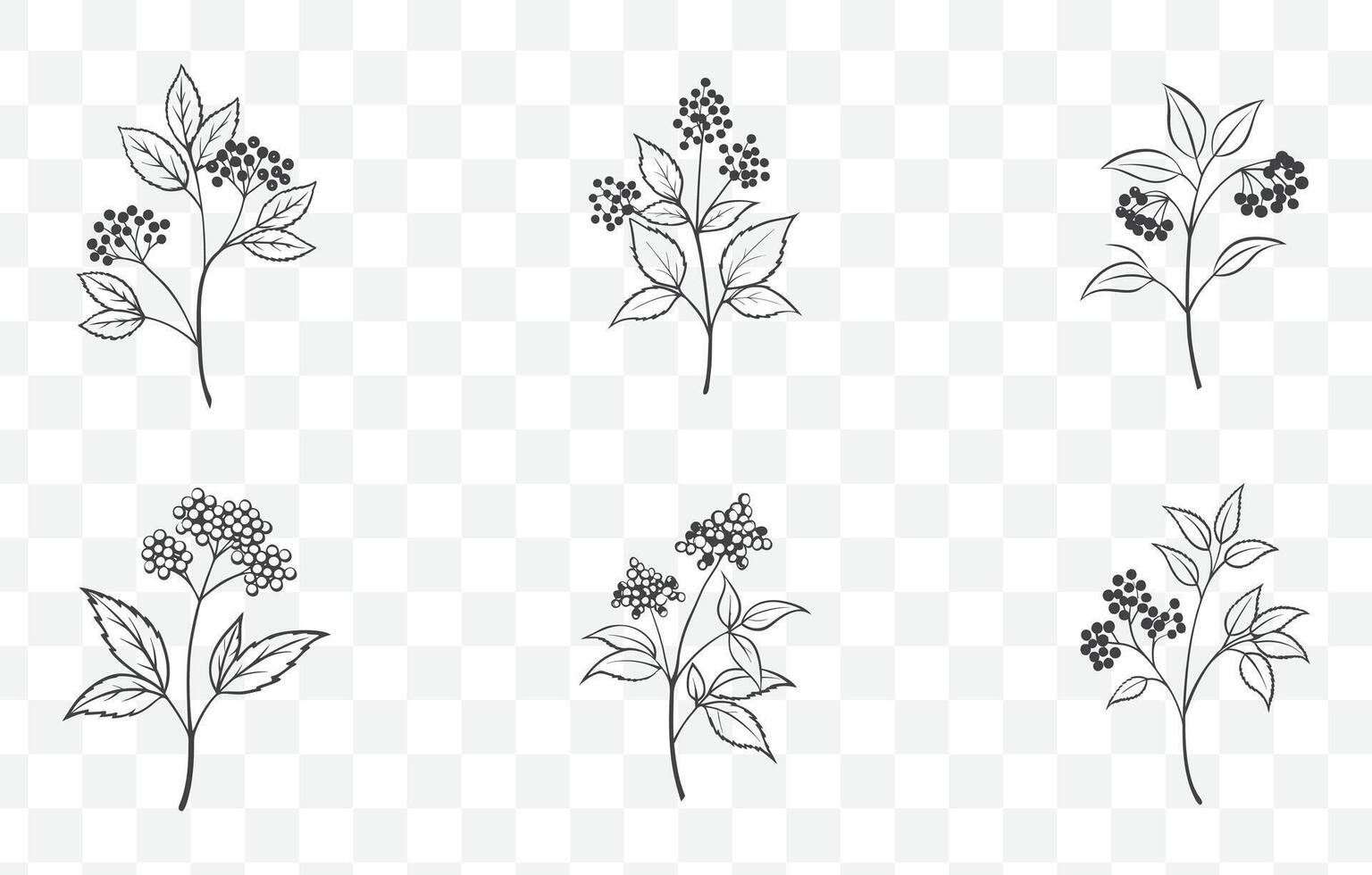 Print Elderberry Line Art Set with Detailed Illustrations of Elderberry Plant and Berries for Creative Design Use vector