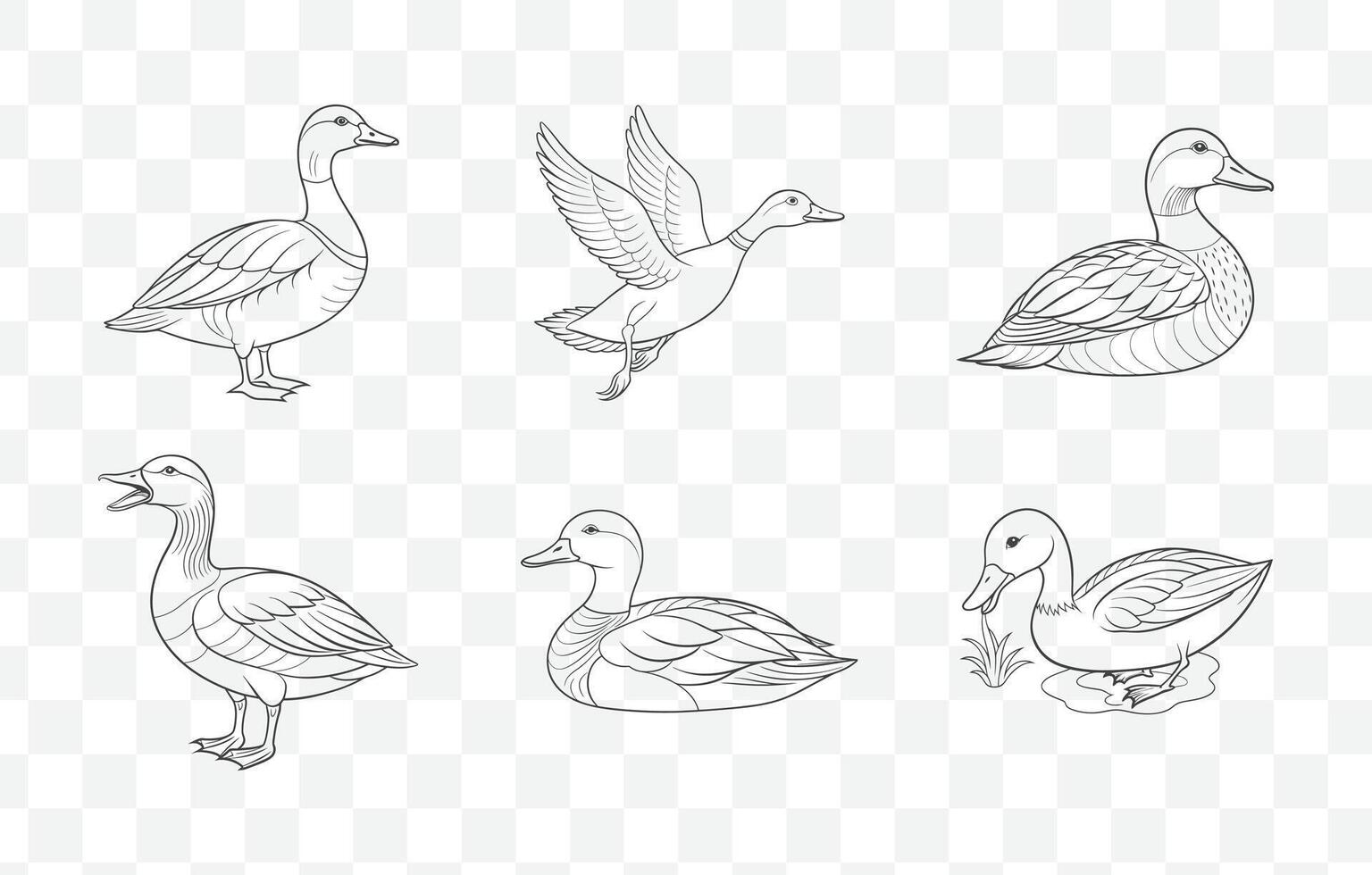 Print Intricate Gadwall Duck Line Art Set Detailed Illustrations of Gadwall Ducks in Elegant and Precise Line Drawings vector