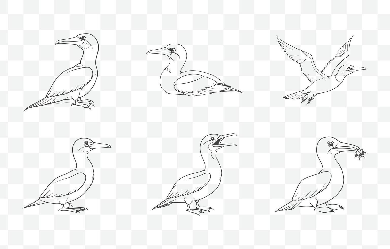 Detailed Gannet Line Art Set of Seabird Illustrations for Artistic and Design Projects vector