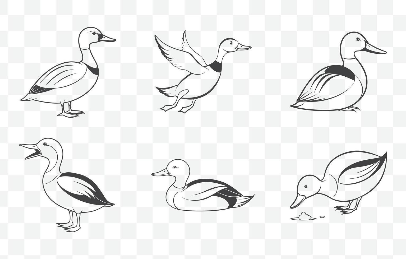 Print Shoveler Duck Line Art Set Detailed Illustrations of Shoveler Waterfowl in Minimalist Style vector