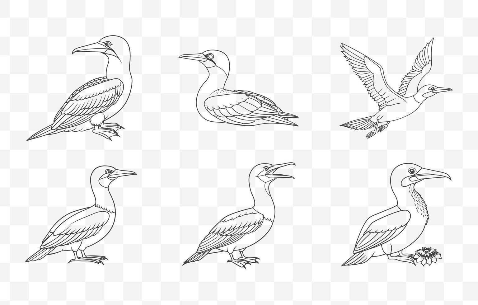 Print Elegant Gannet Line Art Collection Featuring Detailed and Artistic Bird Illustrations in Minimalist Style vector