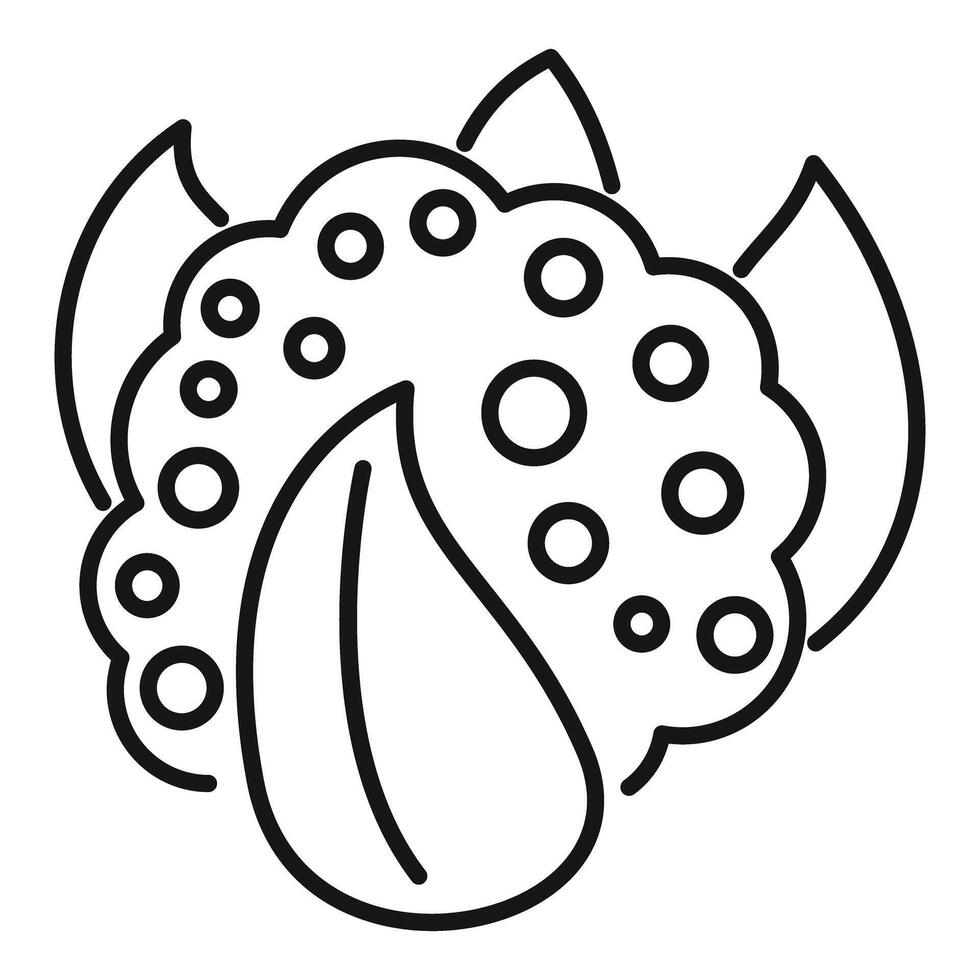 Fresh cauliflower icon with big leaves growing vector