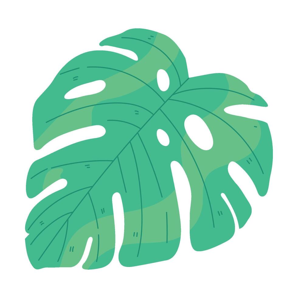 A green monster plant leaf on a white background vector