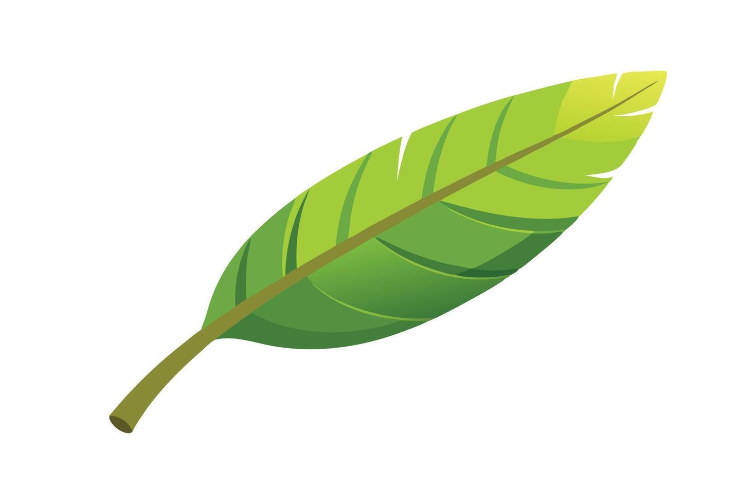 Banana leave isolated flat illustration on white background vector