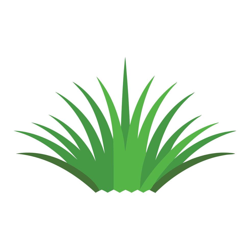Cynodon dactylon grass isolated flat illustration on white background vector